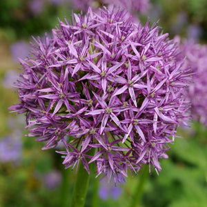 Allium Giant "Purple Sensation" (5 Bulbs)