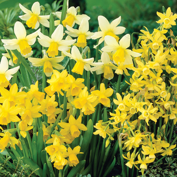 Mixed Miniature Daffodils (8 Bulbs)