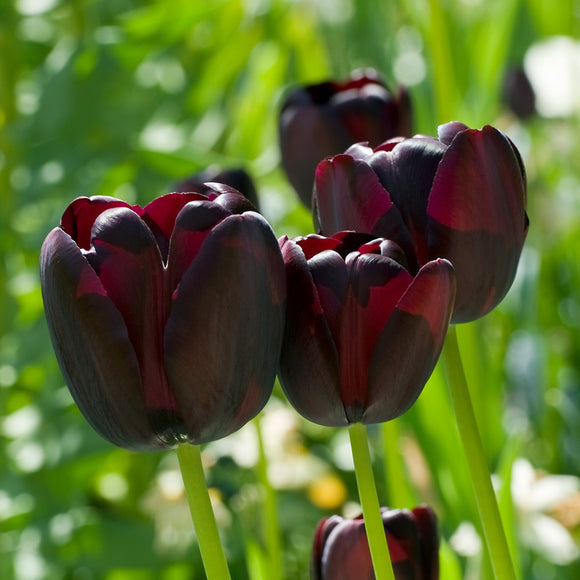 Queen Of The Night Tulips (10 Bulbs)