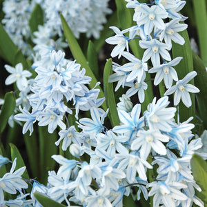 Striped Squill (20 Bulbs)