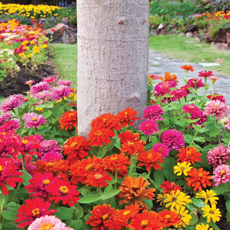 Rainbow Dwarf Zinnia Flower Tree Ring – IRaiseMore.com