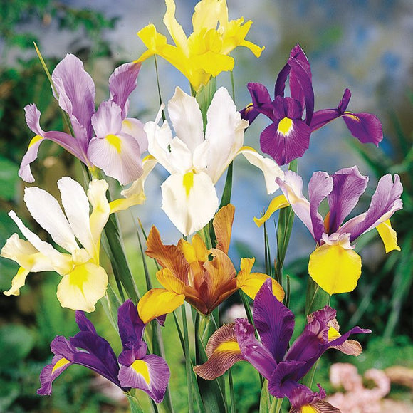 Mixed Dutch Iris (7 Bulbs)