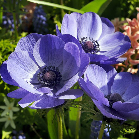 Anemone Mr. Fokker (15 Bulbs)