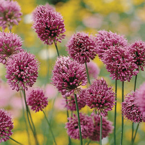 Drumstick Allium (20 Bulbs)