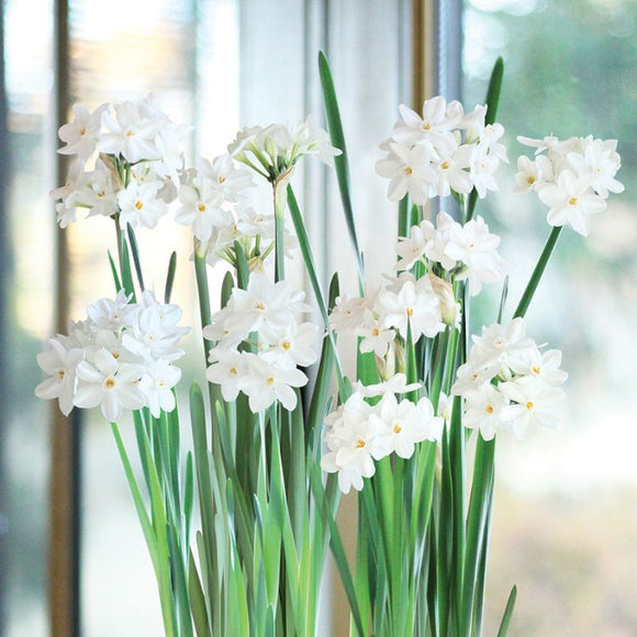 Paperwhite Narcissus (3 Bulbs)