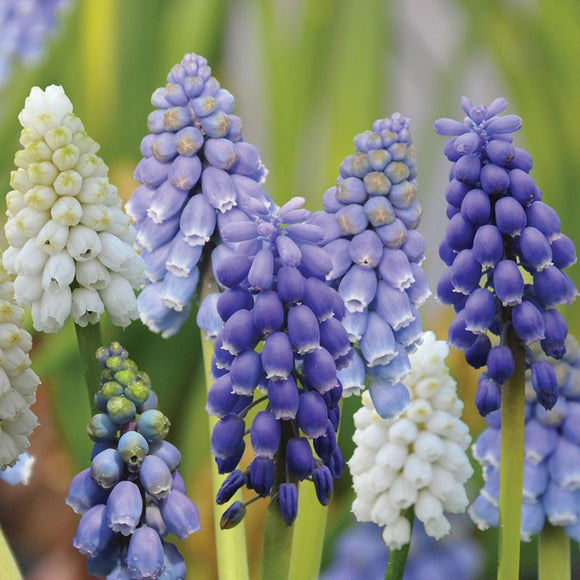 Mixed Grape Hyacinths (16 Bulbs)