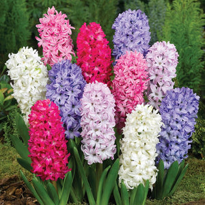 Mixed Hyacinths (3 Bulbs)