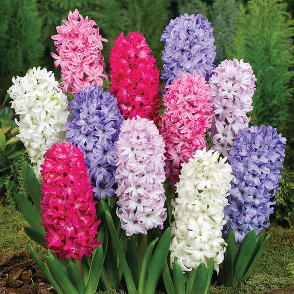 Mixed Hyacinths (3 Bulbs)