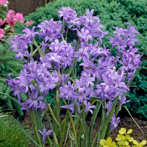 Sky Blue Lily (10 Bulbs)