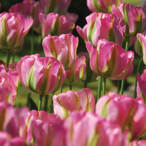 Greenland Tulip (10 Bulbs)