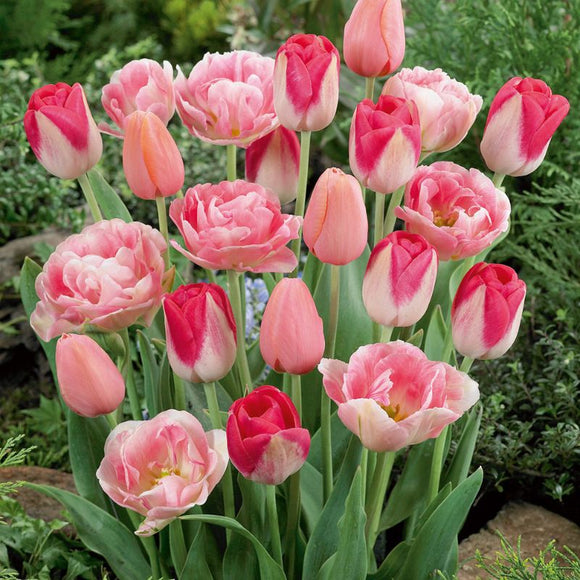 Pink Tulip Blend (10 Bulbs)