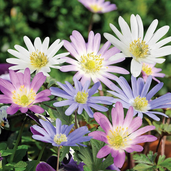 Mixed Anemone Blanda (15 Bulbs)