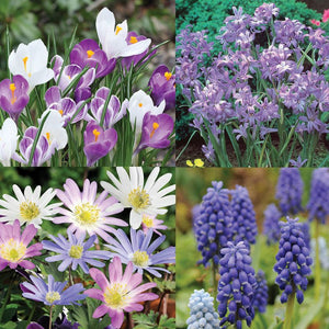 Super Spring Collection (51 Bulbs)