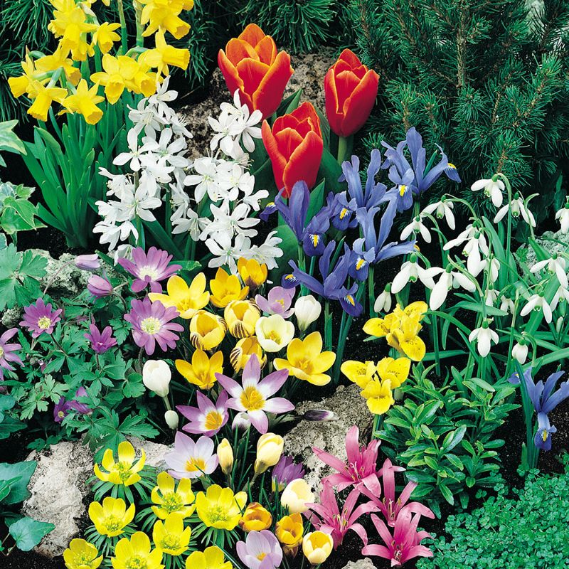 Spring Rock Garden Collection (60 Bulbs) – IRaiseMore.com