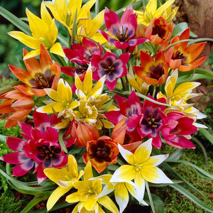 Ground Cover Mixed Tulips (15 Bulbs)