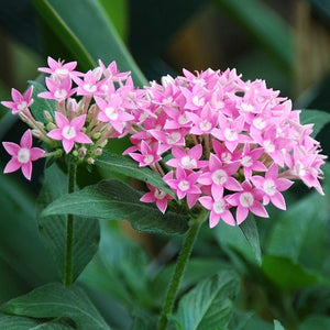 Pink Allium (25 Bulbs)