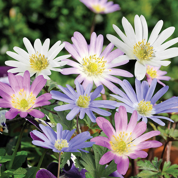 Mixed Anemone Blanda (15 Bulbs)