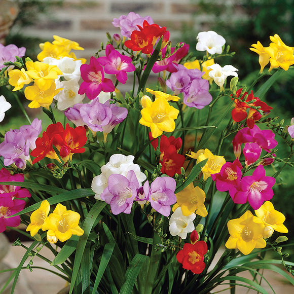 Mixed Freesia (15 Bulbs)