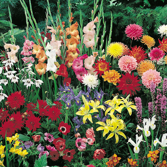 Garden Spectacular (57 Bulbs) SHF