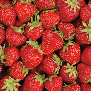 Everbearing Strawberries (10 Plants)