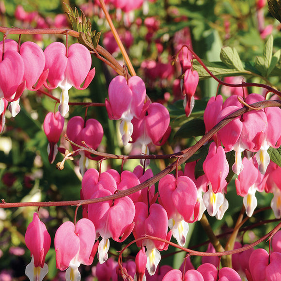 Bleeding Hearts (1 Root Division)