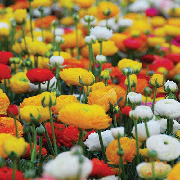 Mixed Ranunculus (10 Bulbs) SHF