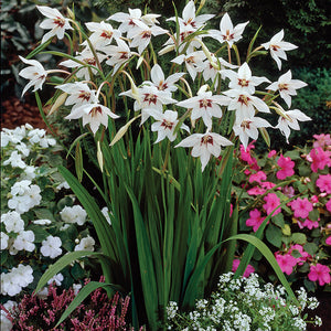 Orchid Glads (8 Bulbs)