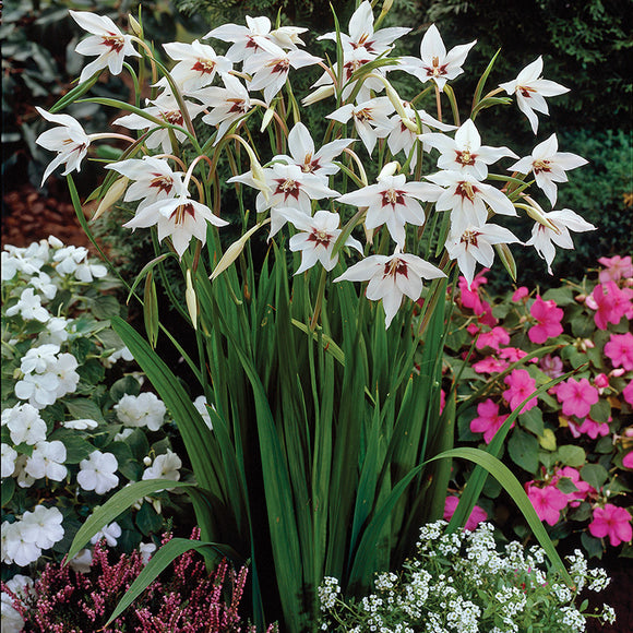 Orchid Glads (8 Bulbs)