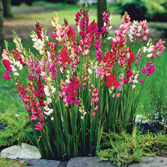 Mixed Ixia (20 Bulbs) SHF