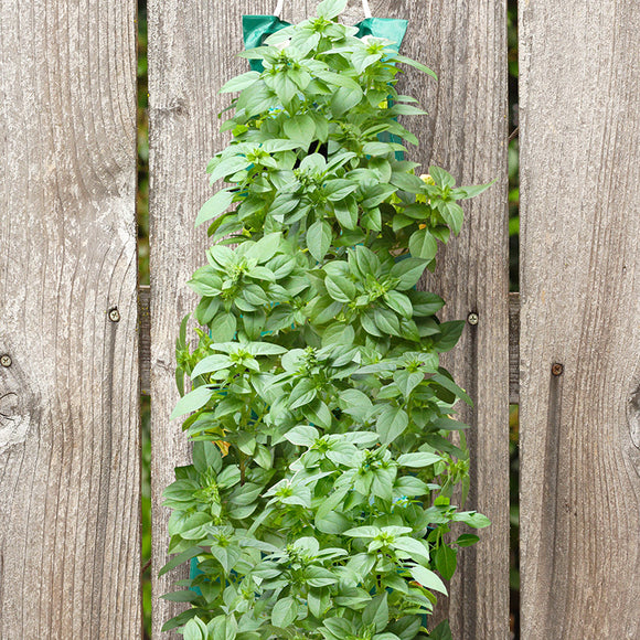 Organic Large Leaf Basil Hanging (Seed Kit) SHF