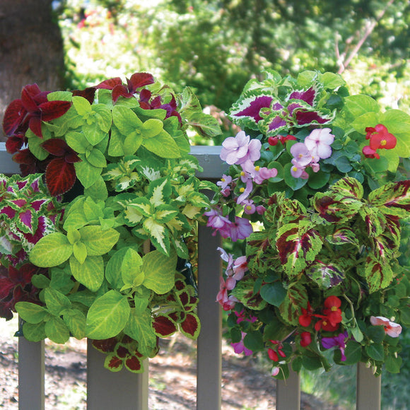 Two Shade-loving Saddlebag Mixed Coleus & Shady Annual (2 Seed Kits)