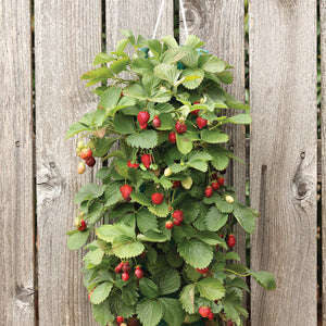 Strawberry Hanging Kit (10 Plants)