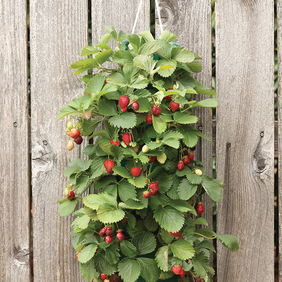 hanging garden hanging strawberry plant Strawberry Hanging Kit (10 Plants) HSF – IRaiseMore.com