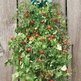 Combo: Hanging Cherry Tomato Kit & Hanging Strawberry Kit